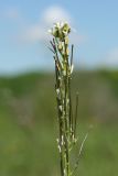 Arabis sagittata. Верхушка соцветия с цветками и плодами. Ленинградская обл., Гатчинский р-н, окр. пос. Пудость, старый травертиновый карьер с заброшенными земляными погребами, суходольный луг. 11.06.2022.