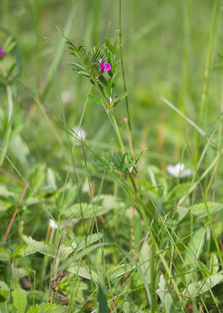 Изображение особи Vicia angustifolia.