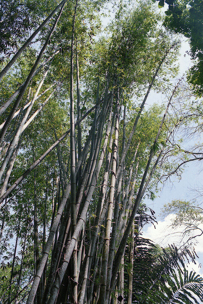 Image of genus Bambusa specimen.