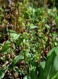 Athyrium distentifolium