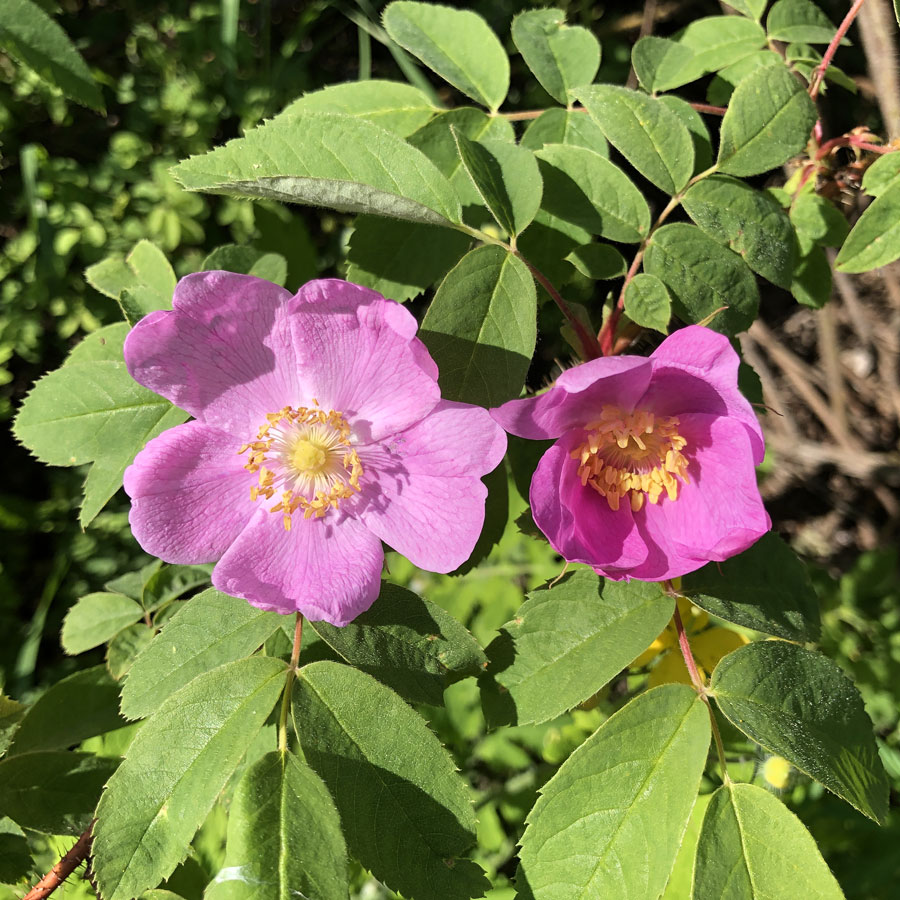 Image of genus Rosa specimen.