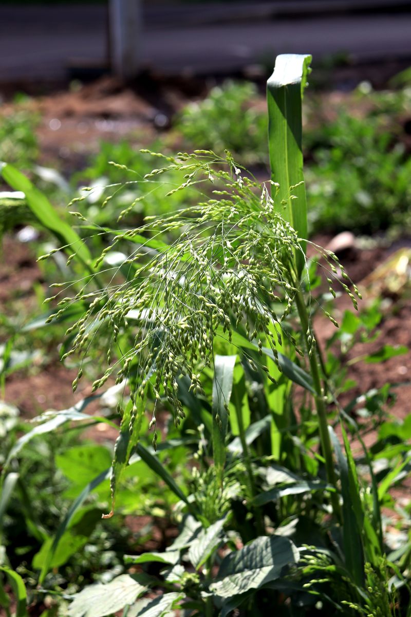 Image of Panicum miliaceum specimen.