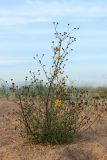 Hieracium umbellatum var. dunale