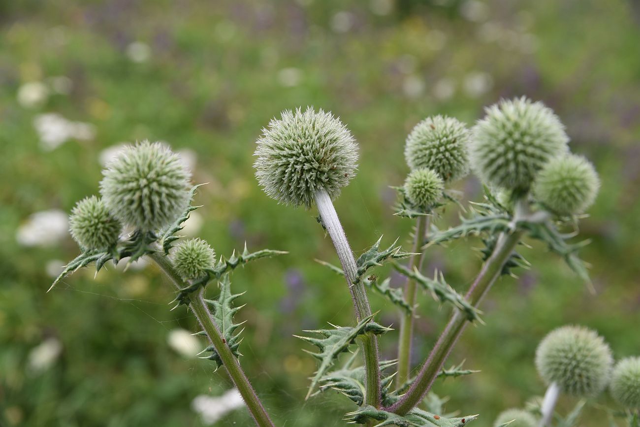 Изображение особи Echinops sphaerocephalus.