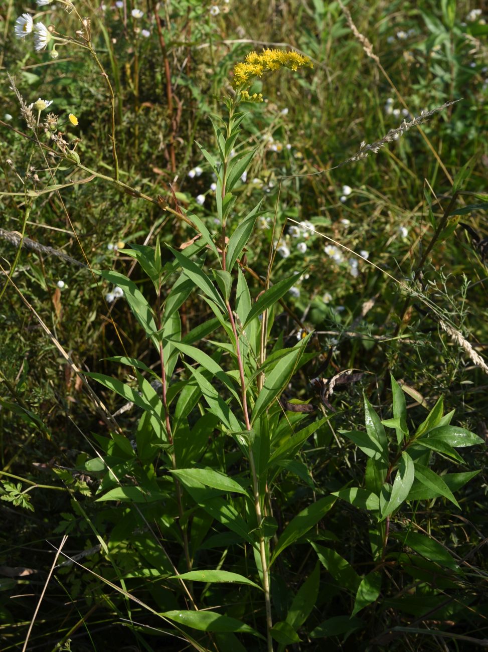 Изображение особи Solidago gigantea.