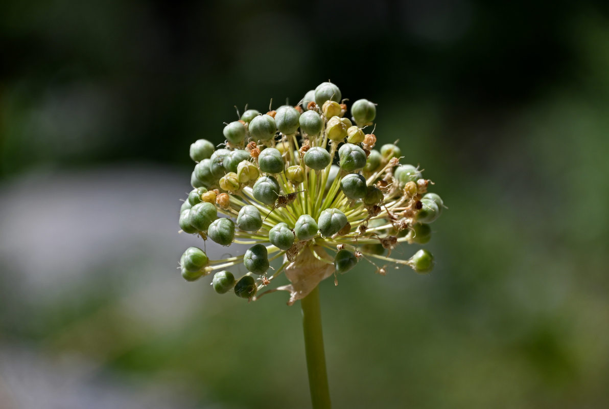 Image of Allium aflatunense specimen.