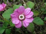 Rubus arcticus. Цветок. Полярный Урал, верховья р. Нияю. 27.07.2010.