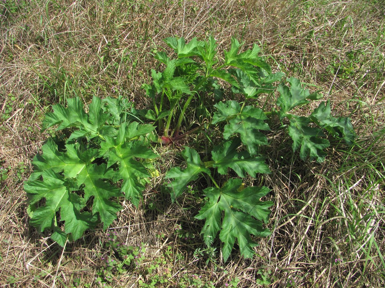 Image of Heracleum sibiricum specimen.