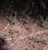 Lepidium bonariense. Плодоносящие растения. Чили, обл. Valparaiso, провинция Isla de Pascua, г. Hanga Roa, сквер. 14.03.2023.