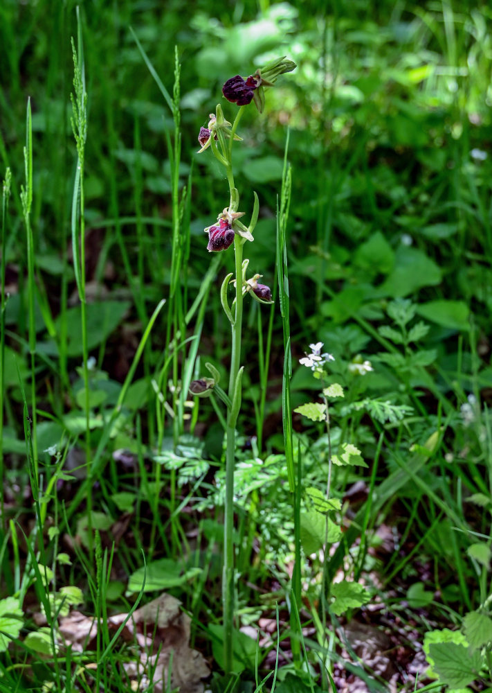 Изображение особи Ophrys mammosa.