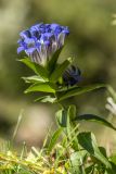 Gentiana septemfida