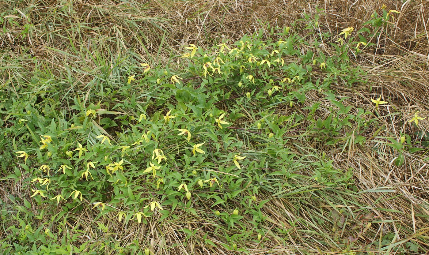 Image of Clematis serratifolia specimen.