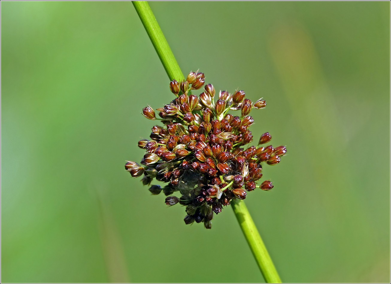 Изображение особи Juncus effusus.