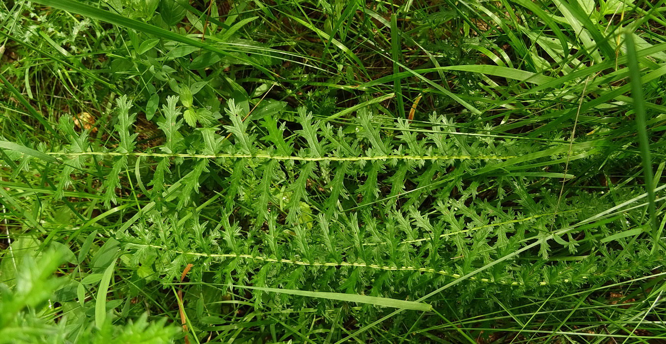 Image of Filipendula vulgaris specimen.