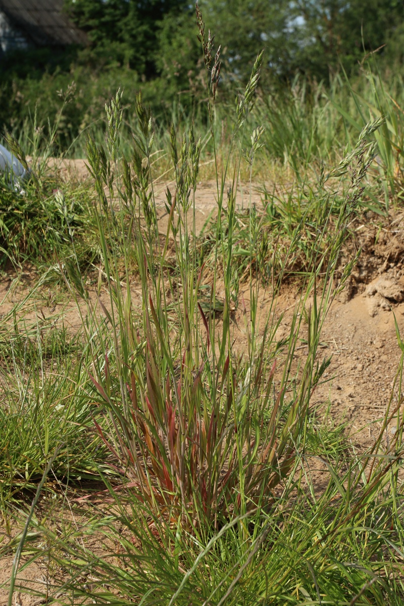 Image of Bromus hordeaceus specimen.