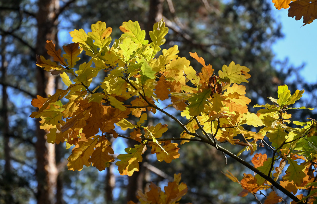 Image of Quercus robur specimen.