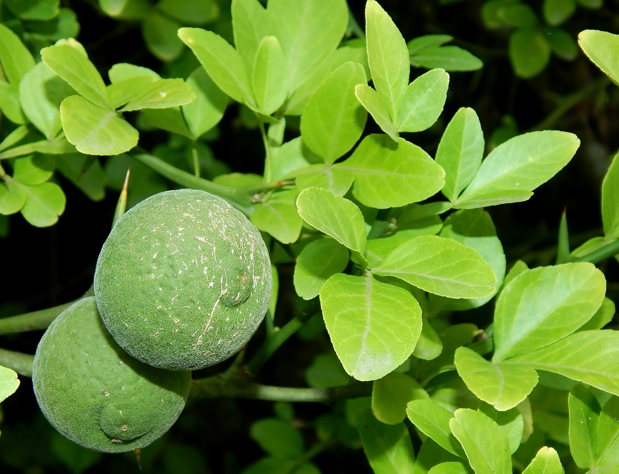 Image of Poncirus trifoliata specimen.