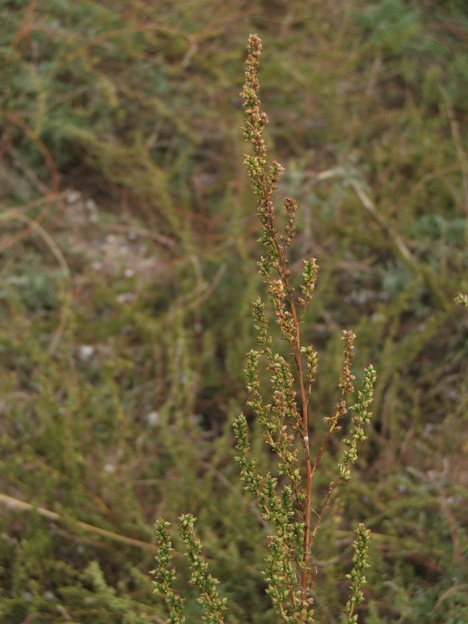 Изображение особи Artemisia arenaria.