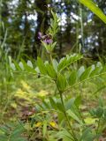 Vicia sepium. Верхушка цветущего растения. Московская обл., Дмитровский р-н, берег канала им. Москвы, луг. 06.06.2023.