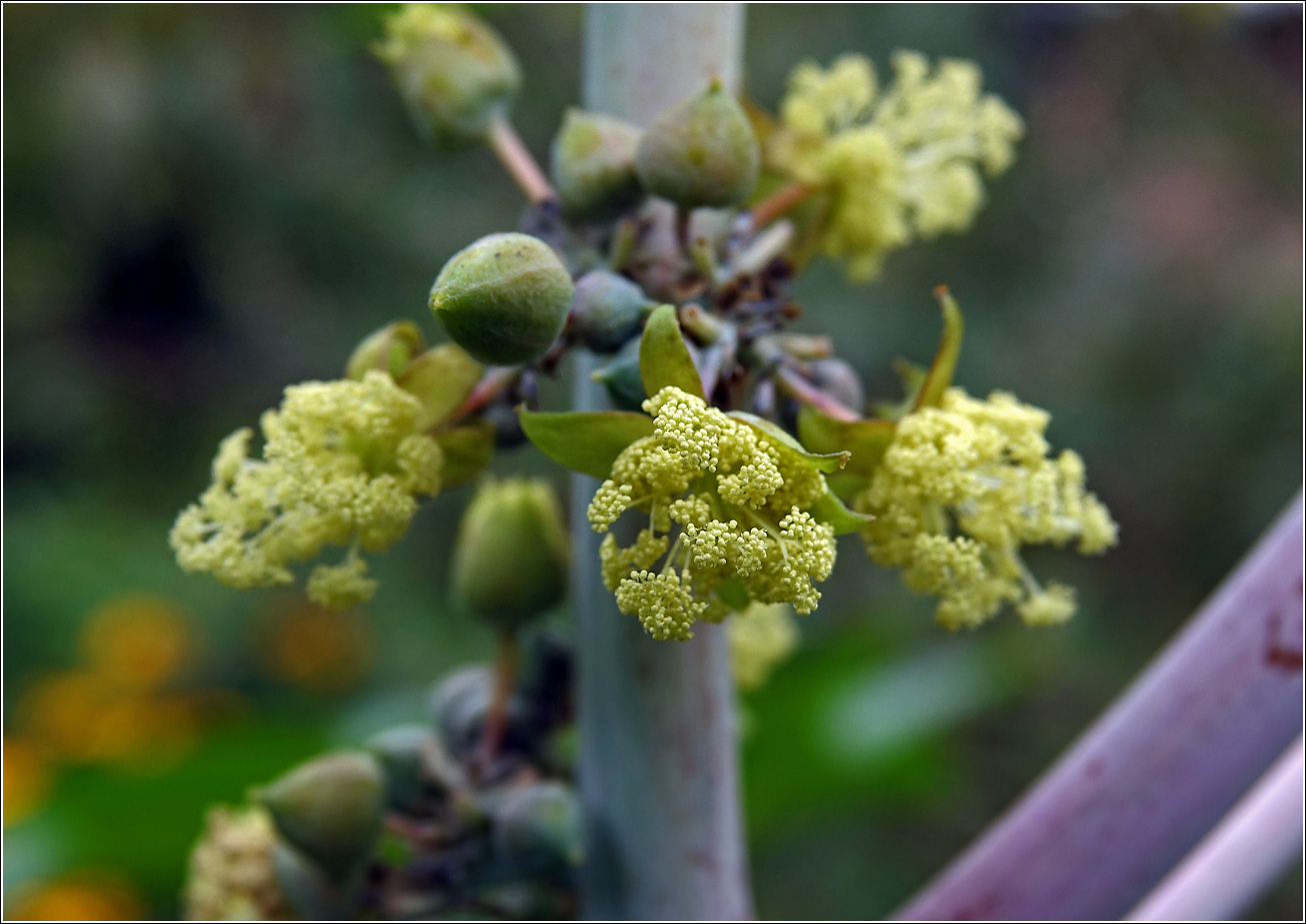 Image of Ricinus communis specimen.