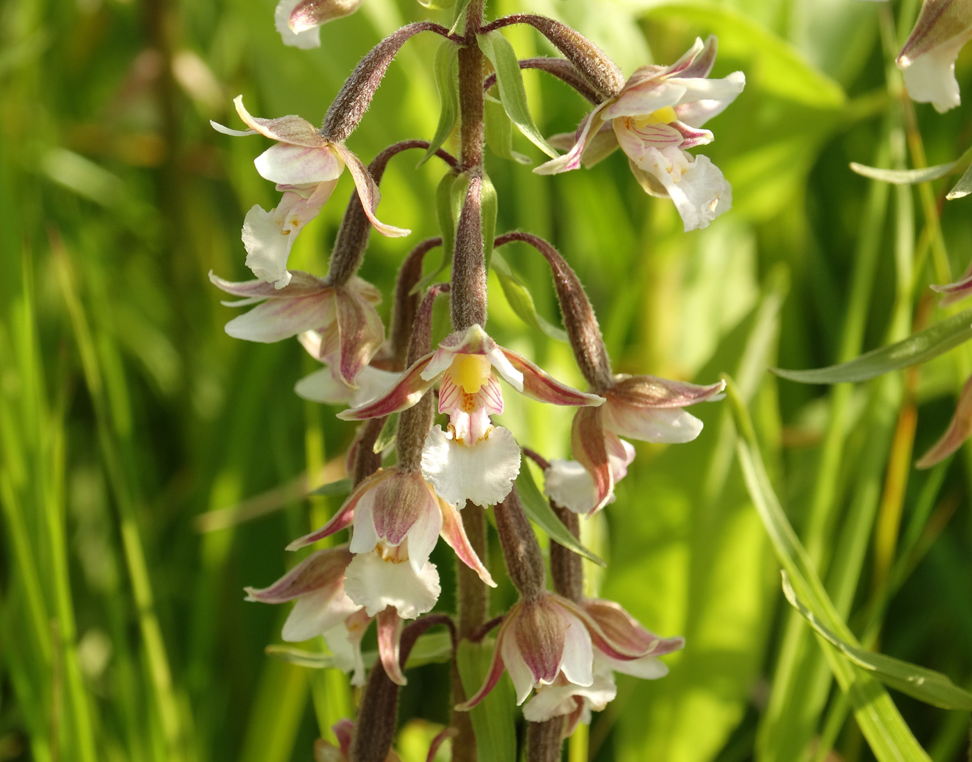 Image of Epipactis palustris specimen.