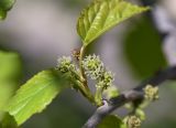 Morus alba. Часть ветви с развивающимися соплодиями. Испания, автономное сообщество Каталония, провинция Жирона, комарка Баш Эмпорда, муниципалитет Калонже, возле ограждения автомагистрали. 01.04.2024.