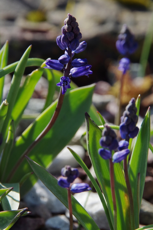 Image of Hyacinthella lazulina specimen.