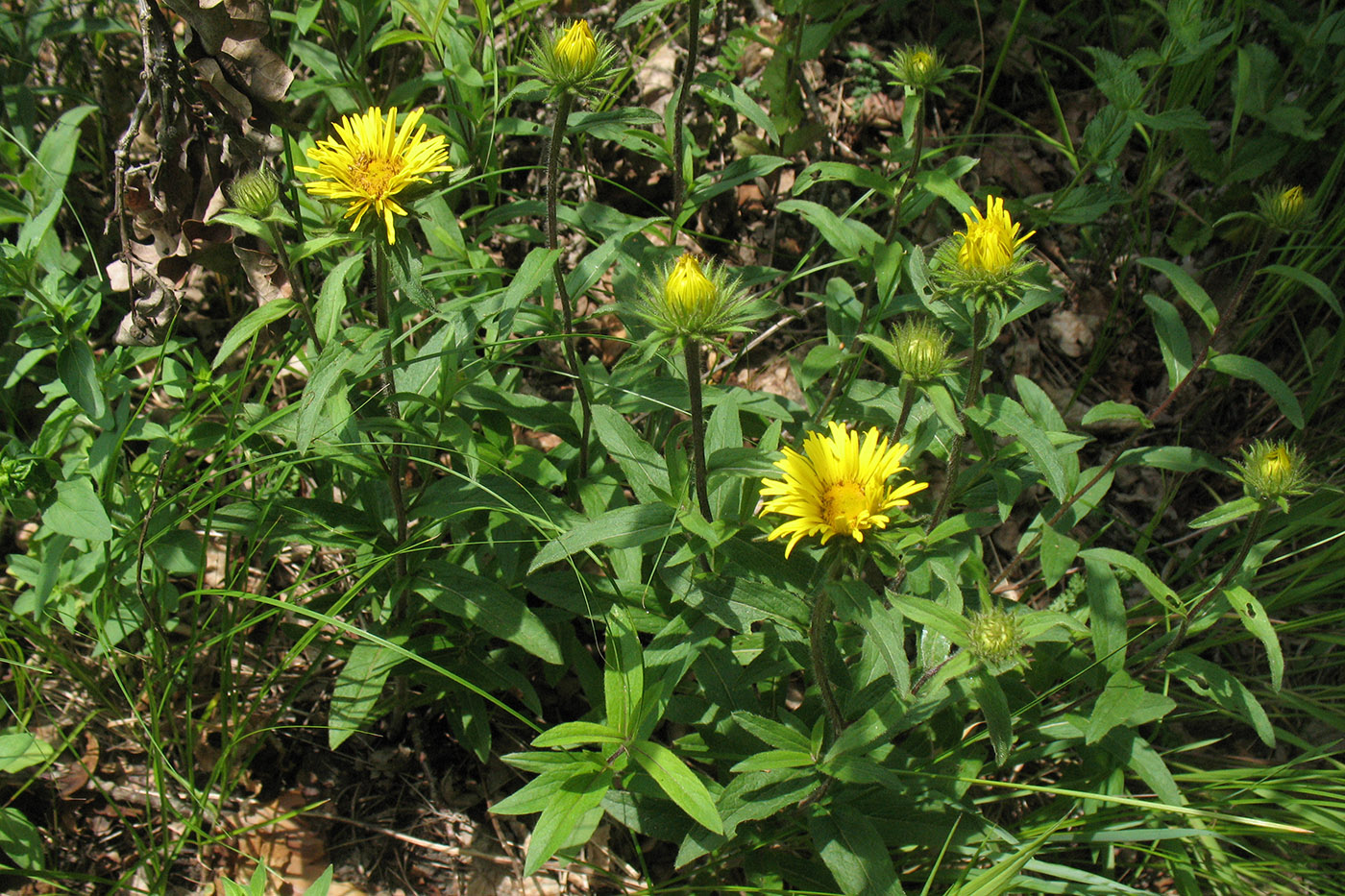 Image of Inula hirta specimen.