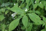 Impatiens parviflora