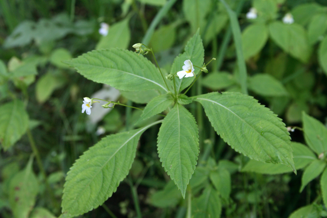 Image of Impatiens parviflora specimen.