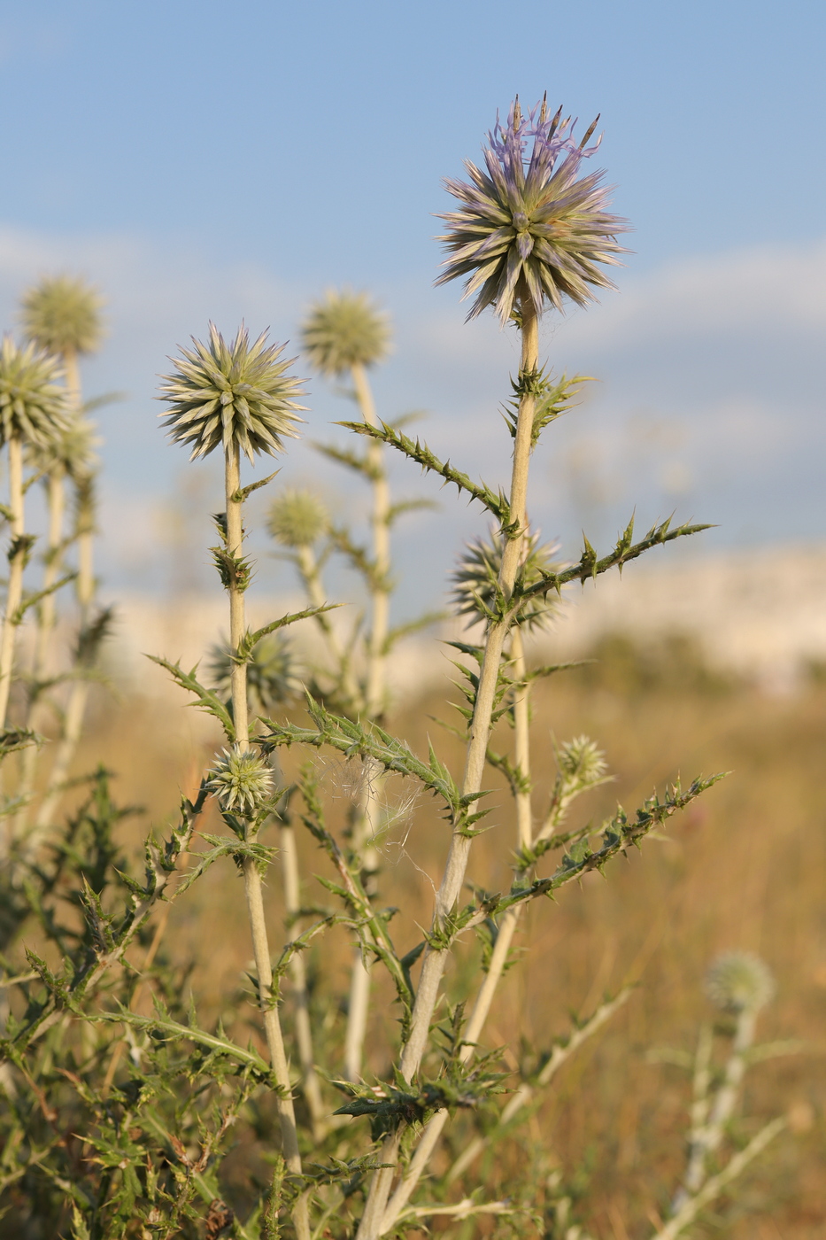 Изображение особи Echinops ritro ssp. thracicus.