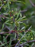 Rhamnus erythroxyloides. Часть ветви с незрелыми плодами. Грузия, Мцхета-Мтианети, окр. монастыря Джвари, луговой склон. 10.06.2023.