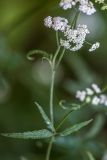 Torilis japonica. Верхушка побега с соцветием. Воронежская обл., Воронежский заповедник, смешанный лес. 11.07.2024.