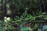 Aconitum coreanum