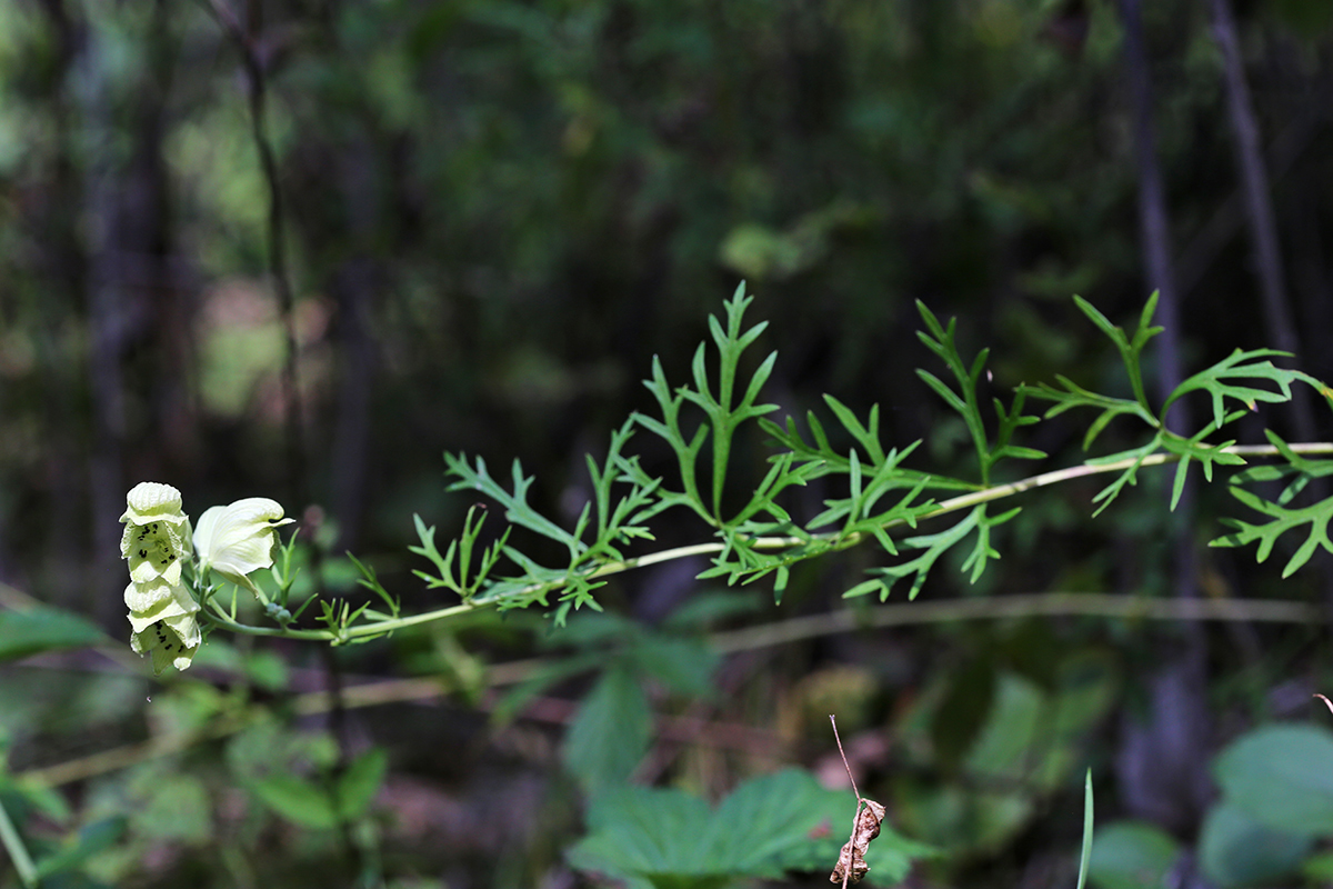 Изображение особи Aconitum coreanum.