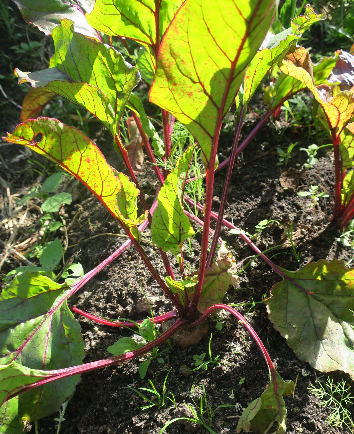 Image of Beta vulgaris specimen.