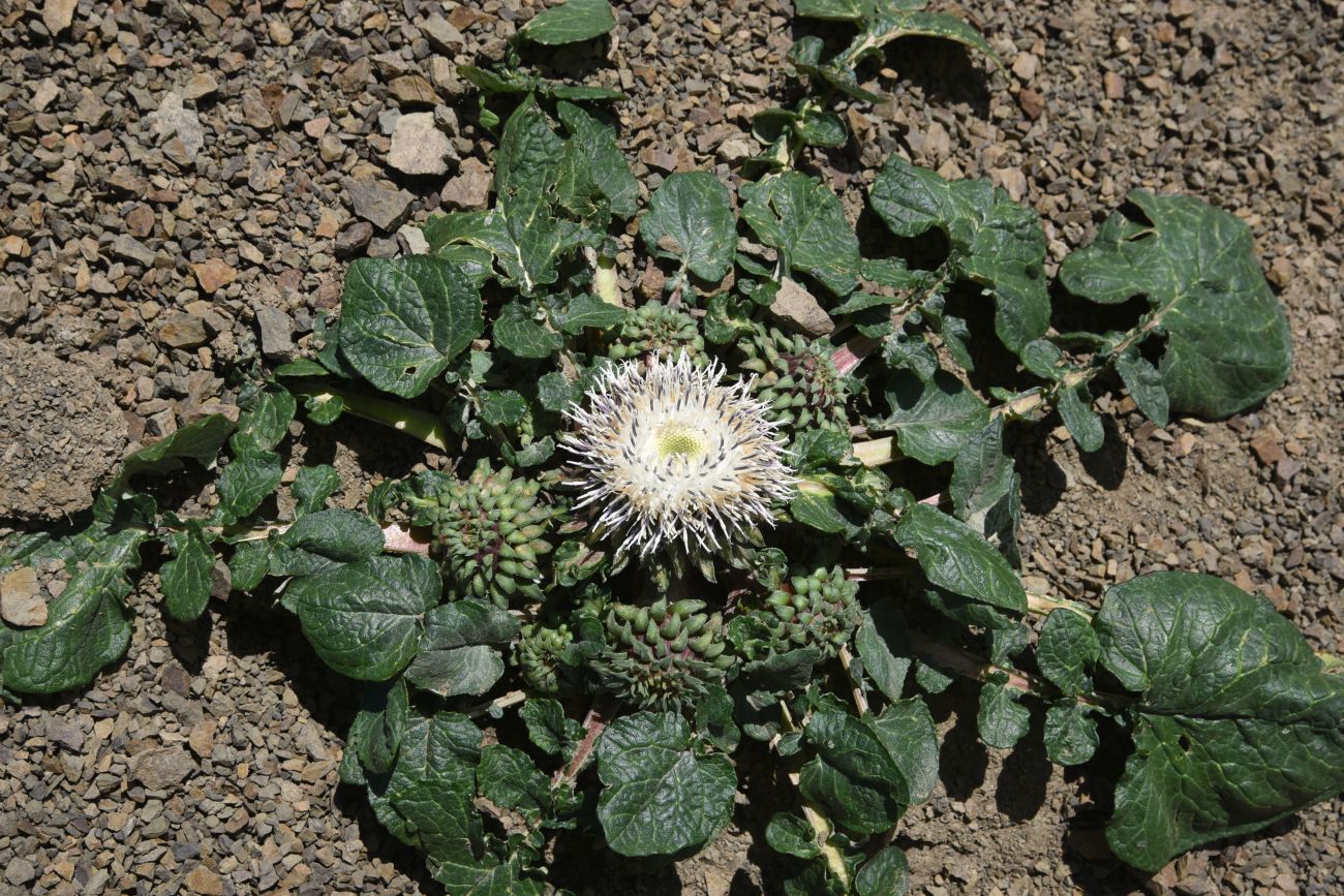 Image of Jurinella moschus specimen.