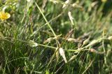 genus Cerastium