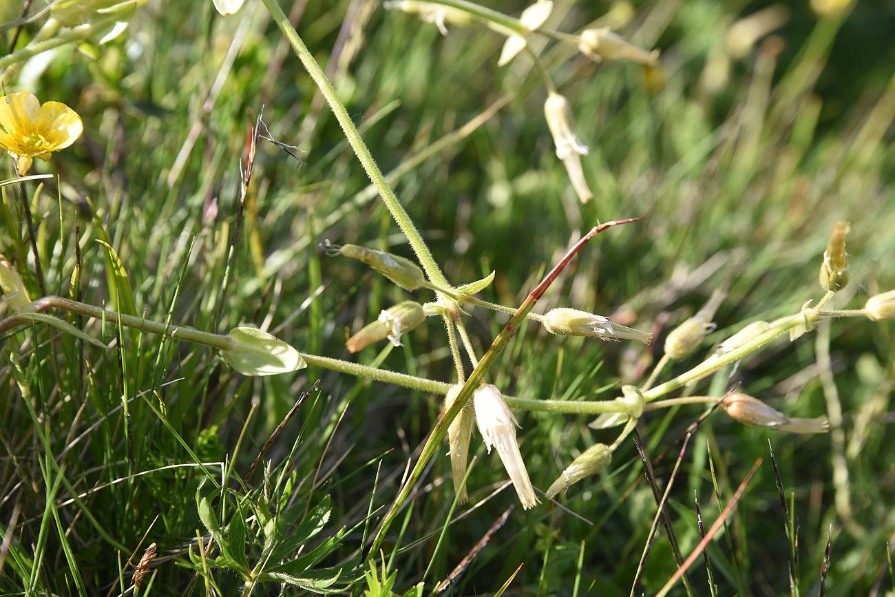 Изображение особи семейство Caryophyllaceae.