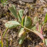 Rosa pulverulenta. Лист (вид с абаксиальной стороны). Кабардино-Балкария, Черекский р-н, северо-восточный склон горы Эркедыген, ≈ 2400 м н.у.м., альпийский луг. 29.07.2024.