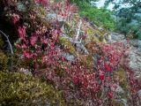 Geranium lucidum