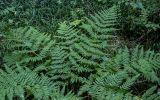 Dryopteris expansa