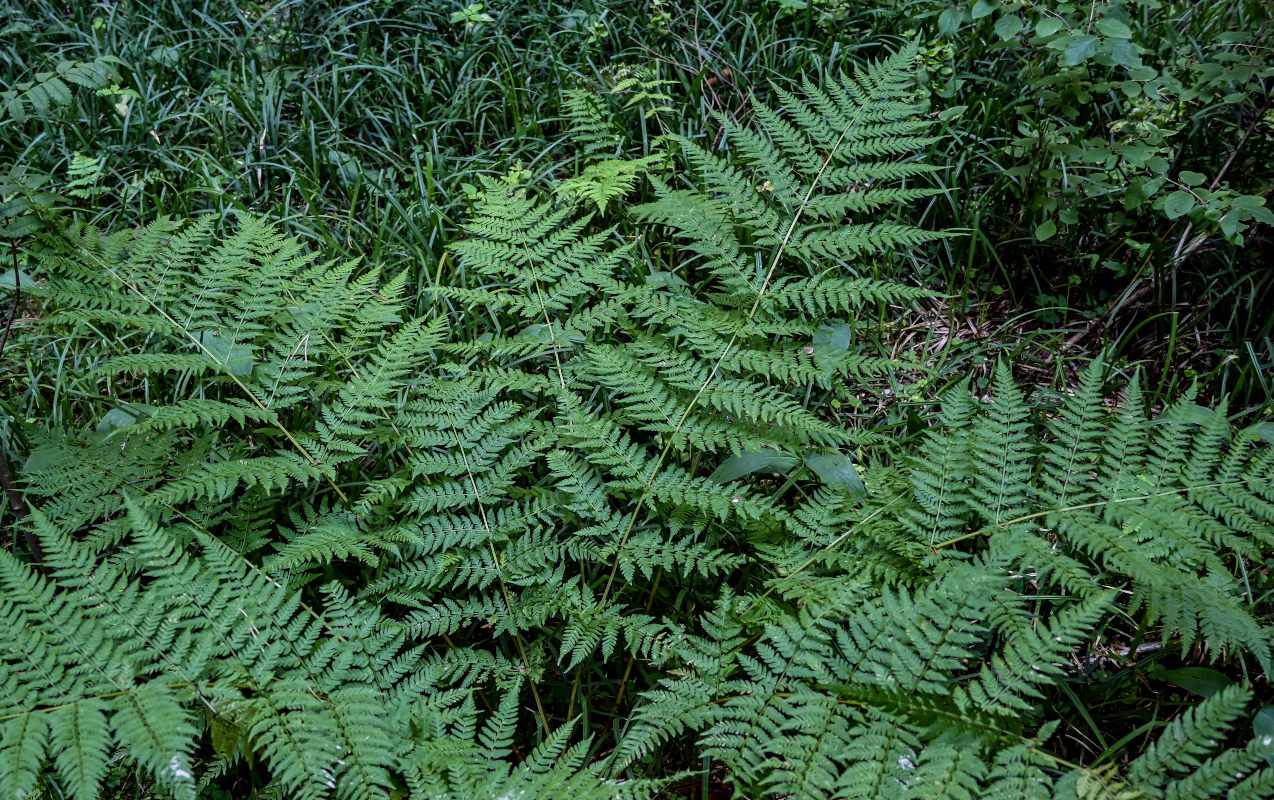 Image of Dryopteris expansa specimen.