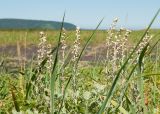 Artemisia stelleriana. Верхушки цветущих растений в сообществе с Leymus mollis. Камчатский край, Елизовский р-н, берег Авачинского залива, Халактырский пляж. 08.08.2024.