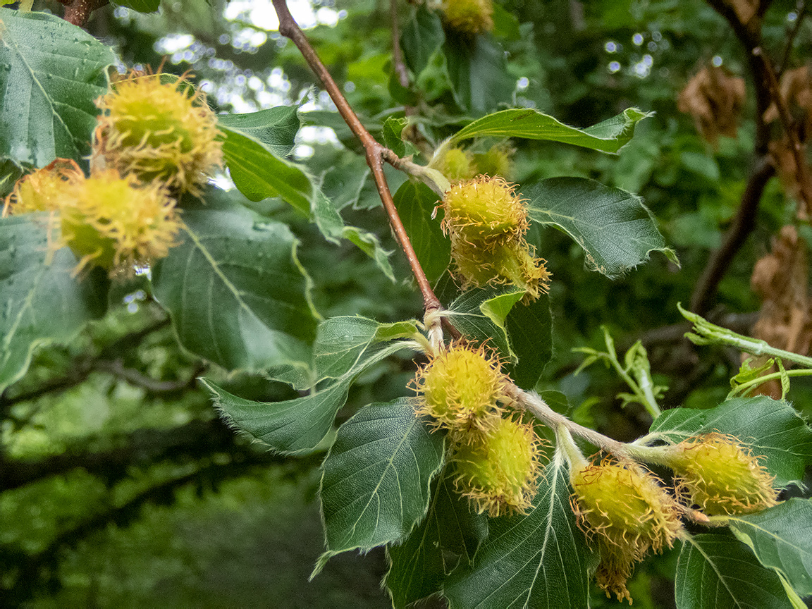 Изображение особи Fagus &times; taurica.