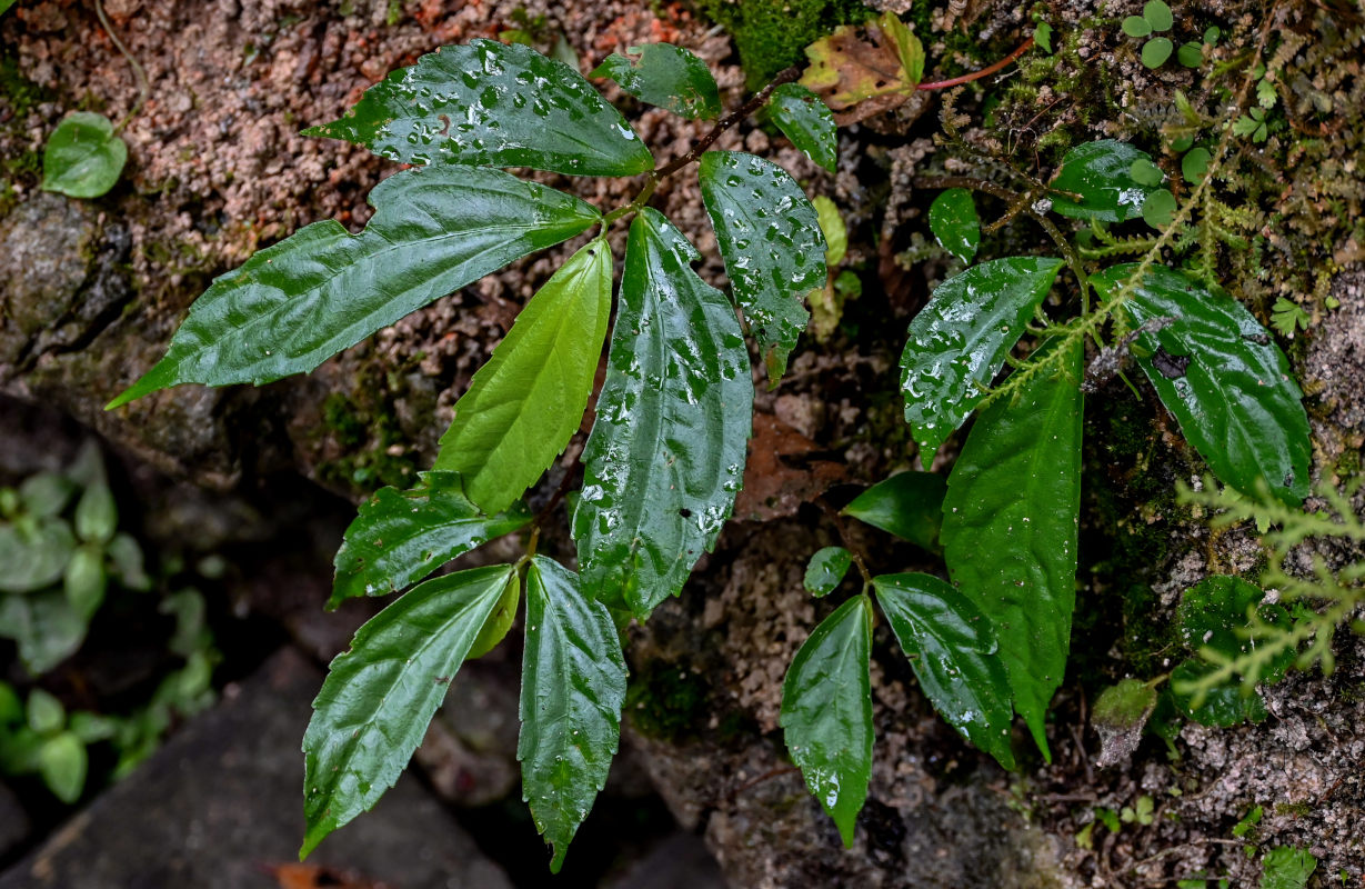 Image of Elatostema platyphyllum specimen.