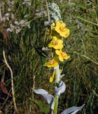 Verbascum gnaphalodes