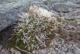 Thamnolia vermicularis. Талломы в подушке Loiseleuria procumbens. Мурманская обл., Ловозерский р-н, Ловозерские тундры, голец у вершины цирка. 28.07.2013.