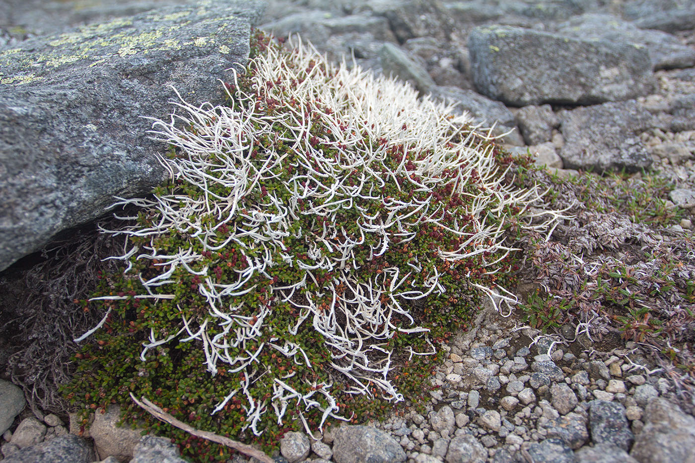 Image of Thamnolia vermicularis specimen.