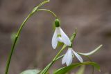 Galanthus woronowii